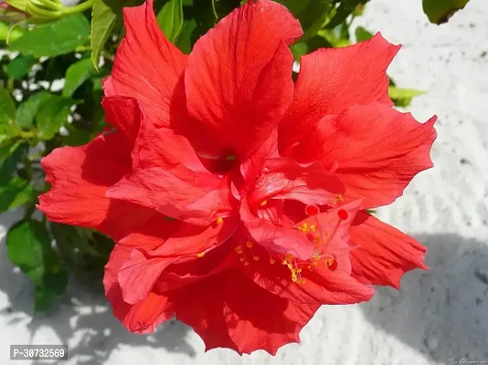 Ukanda Hibiscus Plant INE-NEW-223