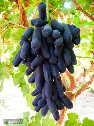 Ukanda Grapes Plant Black Grapes Plant-thumb2