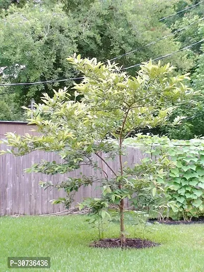 Ukanda Guava Plant Guava plant78-thumb0