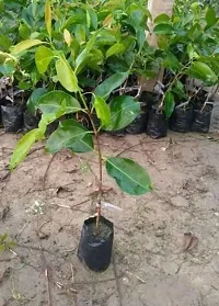 Ukanda Jamun Plant M119023JA-thumb2