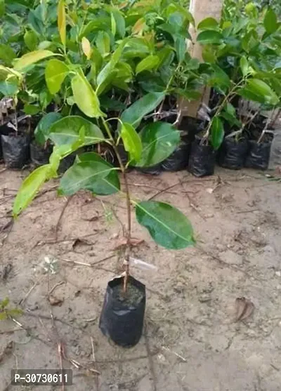 Ukanda Jamun Plant M119023JA-thumb3