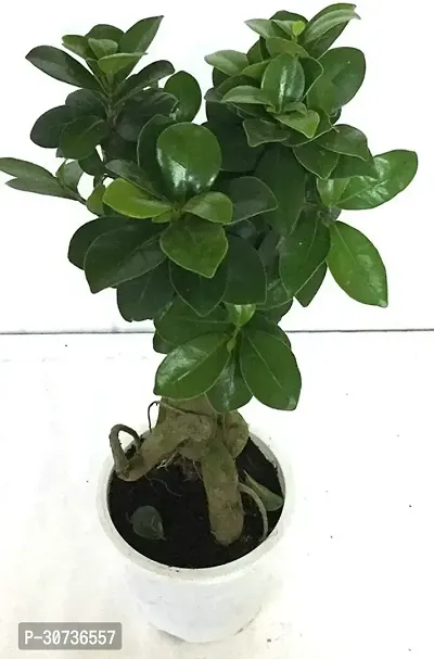 Ukanda Ficus Bonsai Plant CFGV93-thumb0