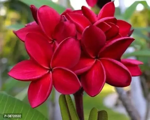 Ukanda Plumeria Plant Plumeria Flower Live PlantCF1-thumb0