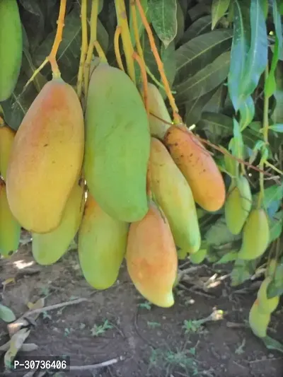 Ukanda Mango Plant Thai Banana Shaped Mango Live Plant.-thumb0