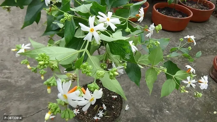 Ukanda Jasmine Plant Jasmine Night Flowering Parijat Jasmine Live Plant-thumb0