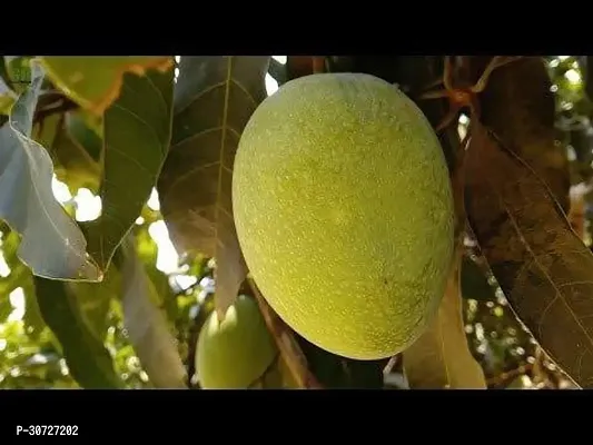 Ukanda Mango Plant 84-thumb0