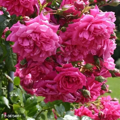 Ukanda Rose Plant ART-FUL-CREA-TURE-1183 9-thumb0