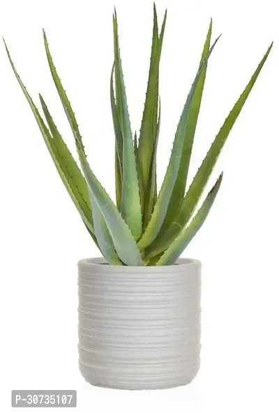 Ukanda Aloe Vera Plant Hybrid_Aloevera31-thumb0