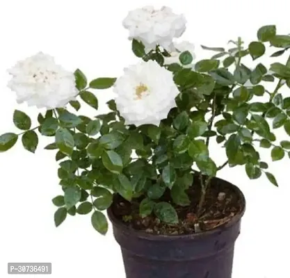 Ukanda Rose Plant White rose plant-thumb0