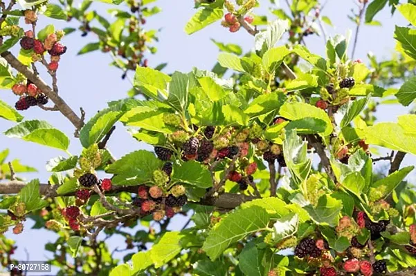 Ukanda ShahtootMulberry Plant shahtoot plant 706411-thumb0