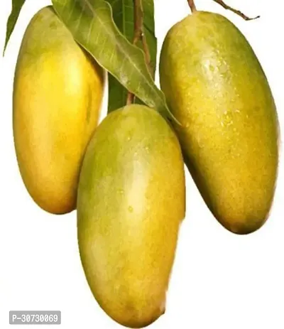 Ukanda Mango Plant DasheriDashehari Mango Grafted Fruit 1 Healthy Plant With Plastic Bags-thumb0