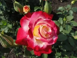 Ukanda Rose Plant Live Plant of Exotic Grafted Hybrid Tea Rose Plant-thumb1