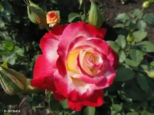 Ukanda Rose Plant Live Plant of Exotic Grafted Hybrid Tea Rose Plant-thumb2