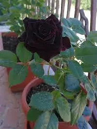 Ukanda Rose Plant Black Baccara Rose Plant-thumb2