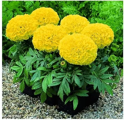 Ukanda Marigold Plant Marigold plant 18-thumb0