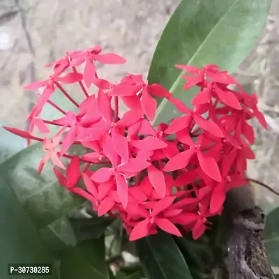 Ukanda Trothic IxoraChethi Plant Trothic Ixora Chethi Red Plant Live Flower Disha-999208-thumb0