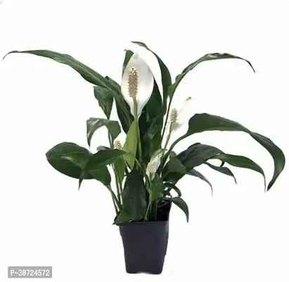 Ukanda Peace Lily Plant PLT-198-thumb0