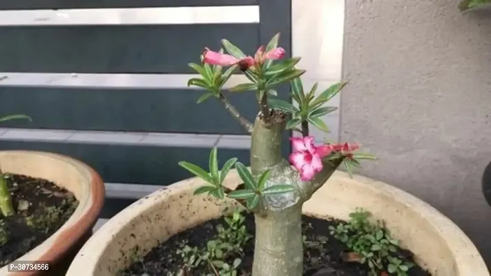 Ukanda Adenium Plant New 100 PremiumAdenium| Best 100% Quality |Plant Hybrid| Sapling|GraftedPlant-thumb0