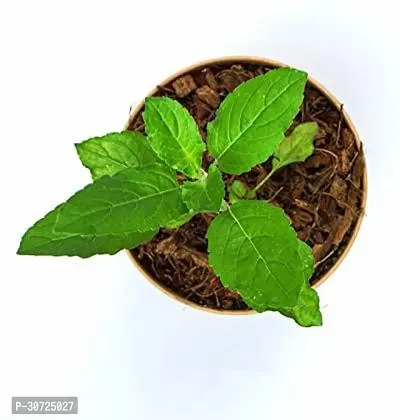 Ukanda Tulsi Plant GFGH227-thumb0