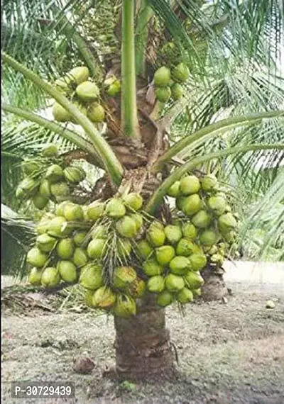 Ukanda Coconut Plant Saraswati Gardens High Yield Rare Dwarf Coconut Sunnangy Live Plant - Rare Kerala Coconut Tree Plant 1 Healthy Live Plant With Plastic Bags-thumb0