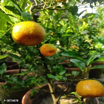 Ukanda Orange Plant Orange or4-thumb0