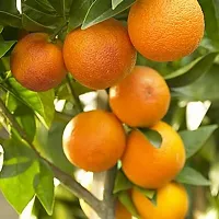 Ukanda Orange Plant Tangerine OrangeSantara Yammi, Tasty Fruit Plant-thumb1