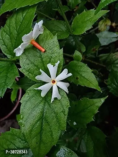 Ukanda ParijatHarsingar Plant HarsingarParijat Plant-thumb0