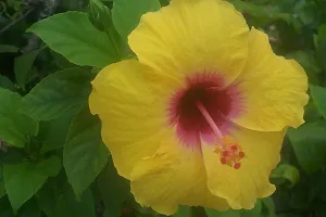 Ukanda Hibiscus Plant ht yellow hibiscus plant 10-thumb1