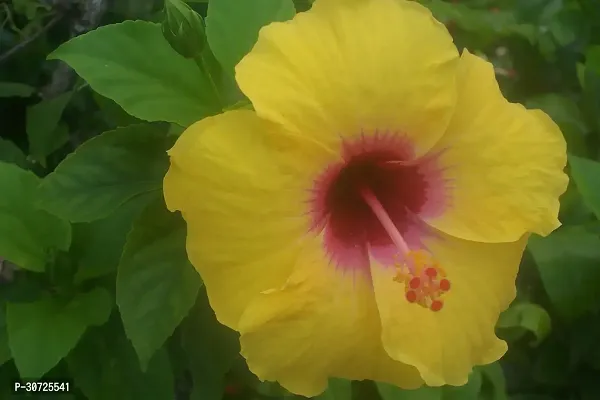 Ukanda Hibiscus Plant ht yellow hibiscus plant 10-thumb2