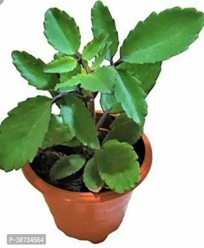 Ukanda Live Panfuti Plant (Bryophyllum pinnatum) Patharkuchi Pinnat Kalancho Patharchatta - Medicinal Plant Patharchatta Medicinal Plant-thumb0