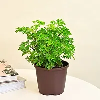 Ukanda Aralia Plant tree10-thumb1