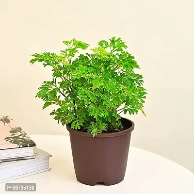 Ukanda Aralia Plant tree10-thumb2