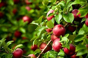 Ukanda Apple Plant HRMN-99 Apple live Plant(Hybrid, Pack of 1)-thumb1