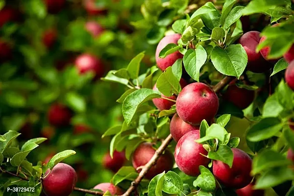 Ukanda Apple Plant HRMN-99 Apple live Plant(Hybrid, Pack of 1)-thumb2