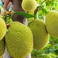 Ukanda Jack Fruit Plant Live Green Grafted Jack Fruit Plant-thumb1