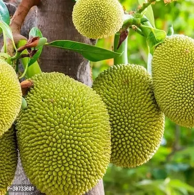 Ukanda Jack Fruit Plant Live Green Grafted Jack Fruit Plant-thumb2