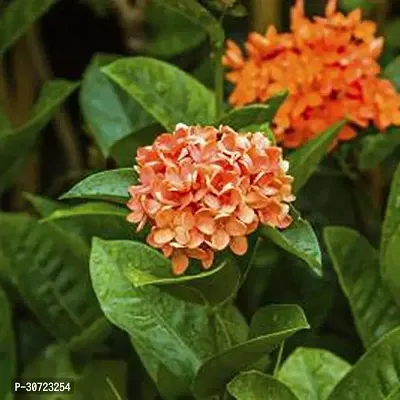 Ukanda Draffe Plant Yellow Ixora-thumb0