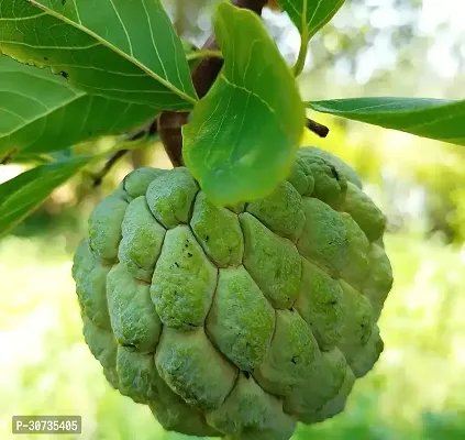 Ukanda Custard Apple Plant Custard Apple Live Plant Disha-309016111-thumb0