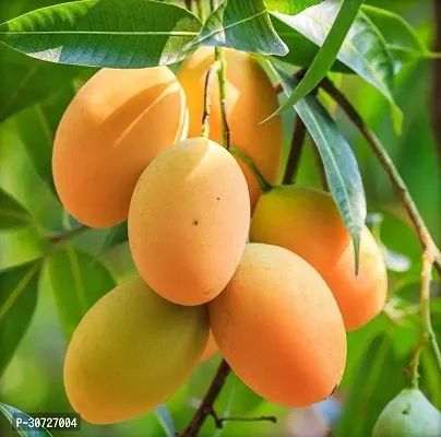 Ukanda Mango Plant Very Sweet popular Grafted Lakshmanbhog Mango Plant-thumb0