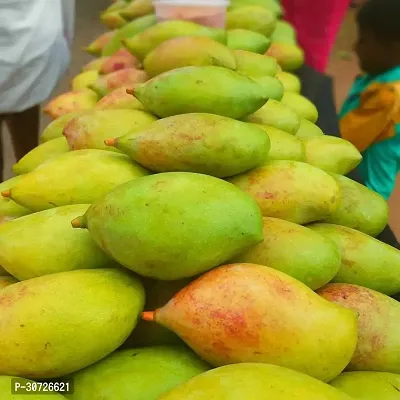 Ukanda Mango Plant Kilimooku Mango Live Grafted Plant-thumb0