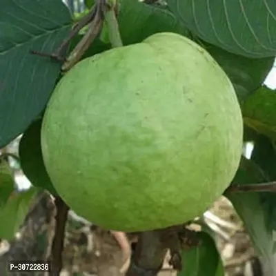 Ukanda Guava Plant Air Layered Hybrid Chittidar Variant Guava Amrud Amrood Live Plant CF100199-thumb0