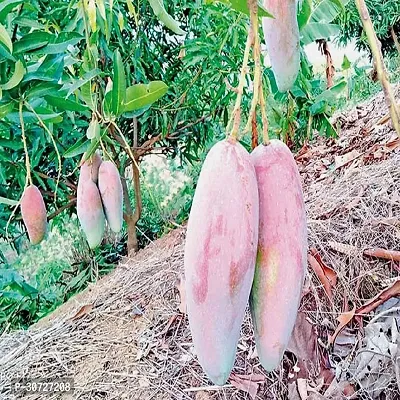 Ukanda Mango Plant Chiangmai Mango Plant-thumb0