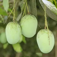 Ukanda Mango Plant Langra Mango Plant-thumb1