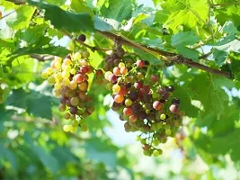 Ukanda Grapes Plant Grapes Sweet Hybrid Plant BG-31-thumb1