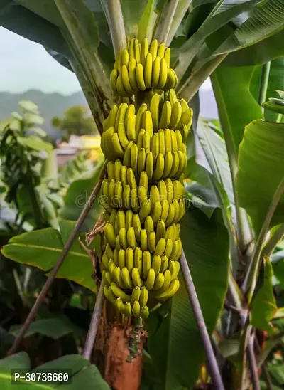 Ukanda Banana Plant Banana PlantBG-7-thumb0