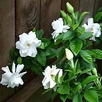 Ukanda Jasmine Plant GardeniaJasmine Flower plant-thumb1