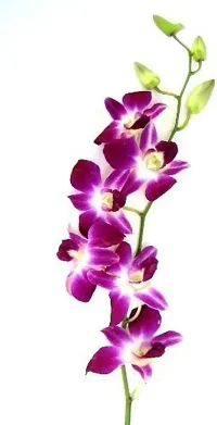 Ukanda Orchid Plant ORCDFLP-SSB.CB10-MAR93-thumb2