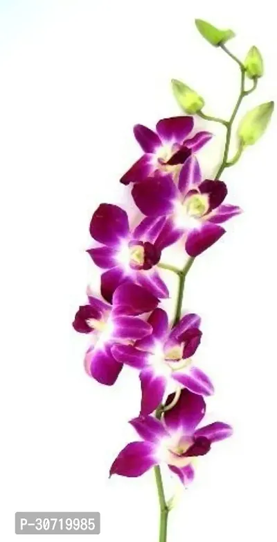 Ukanda Orchid Plant ORCDFLP-SSB.CB10-MAR93-thumb3