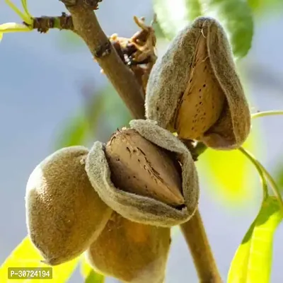 Ukanda Almond Plant Almond tree (badam)-thumb0