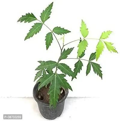 Ukanda Neem Plant Malabar Neem, Melia Dubia Medicinal Rare Plants nb n-thumb0